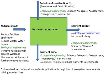 Intervention Options to Accelerate Ecosystem Recovery From Coastal Eutrophication